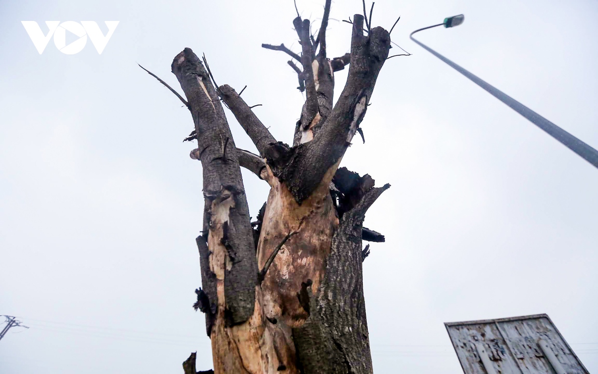 Loạt cây xanh chết khô trên Đại lộ Thăng Long được di chuyển đến nơi khác - Ảnh 7.