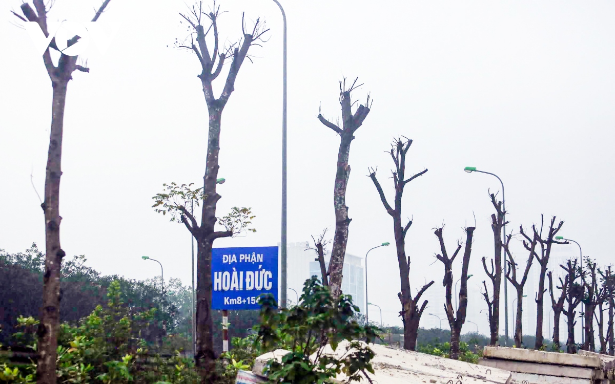 Loạt cây xanh chết khô trên Đại lộ Thăng Long được di chuyển đến nơi khác - Ảnh 2.