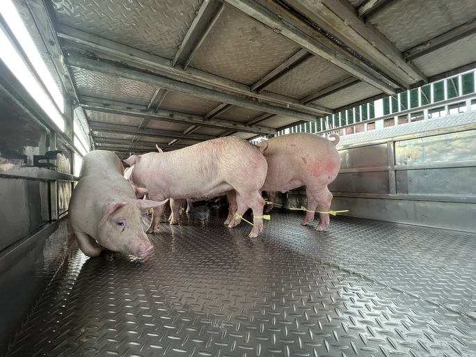 Gấp rút tìm lời giải cho thủ phủ chăn nuôi Đồng Nai - Ảnh 1.