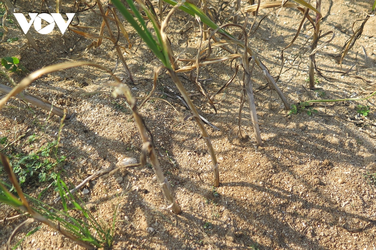 Tỏi Lý Sơn mất mùa và bài toán gỡ khó cho nông dân - Ảnh 5.