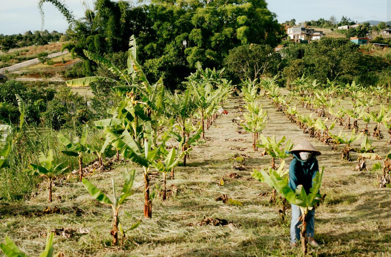 Mơ sống gần gũi với thiên nhiên, gia đình 9x chi gần 2 tỷ về quê làm vườn nhưng vẫn kinh doanh ở thành phố để bớt gánh nặng tài chính - Ảnh 3.