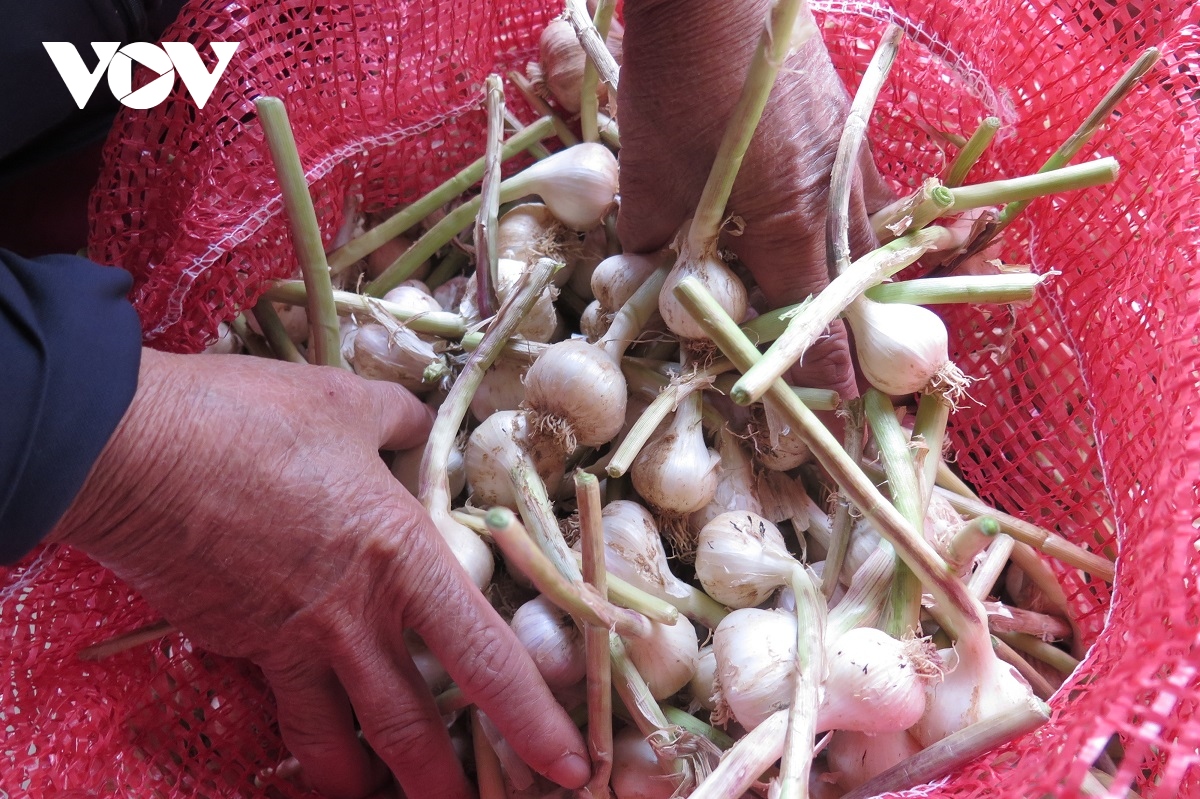 Tỏi Lý Sơn mất mùa và bài toán gỡ khó cho nông dân - Ảnh 3.