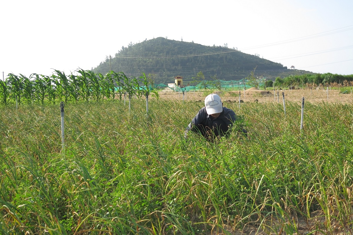 Tỏi Lý Sơn mất mùa và bài toán gỡ khó cho nông dân - Ảnh 1.