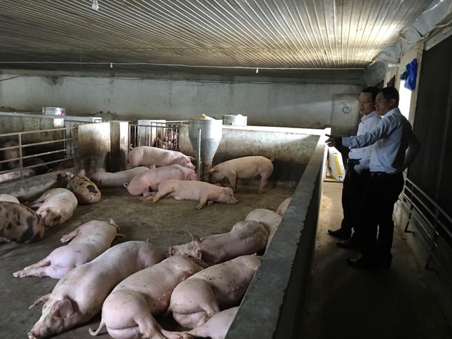 Lý do giá thịt heo liên tục giảm mạnh - Ảnh 1.