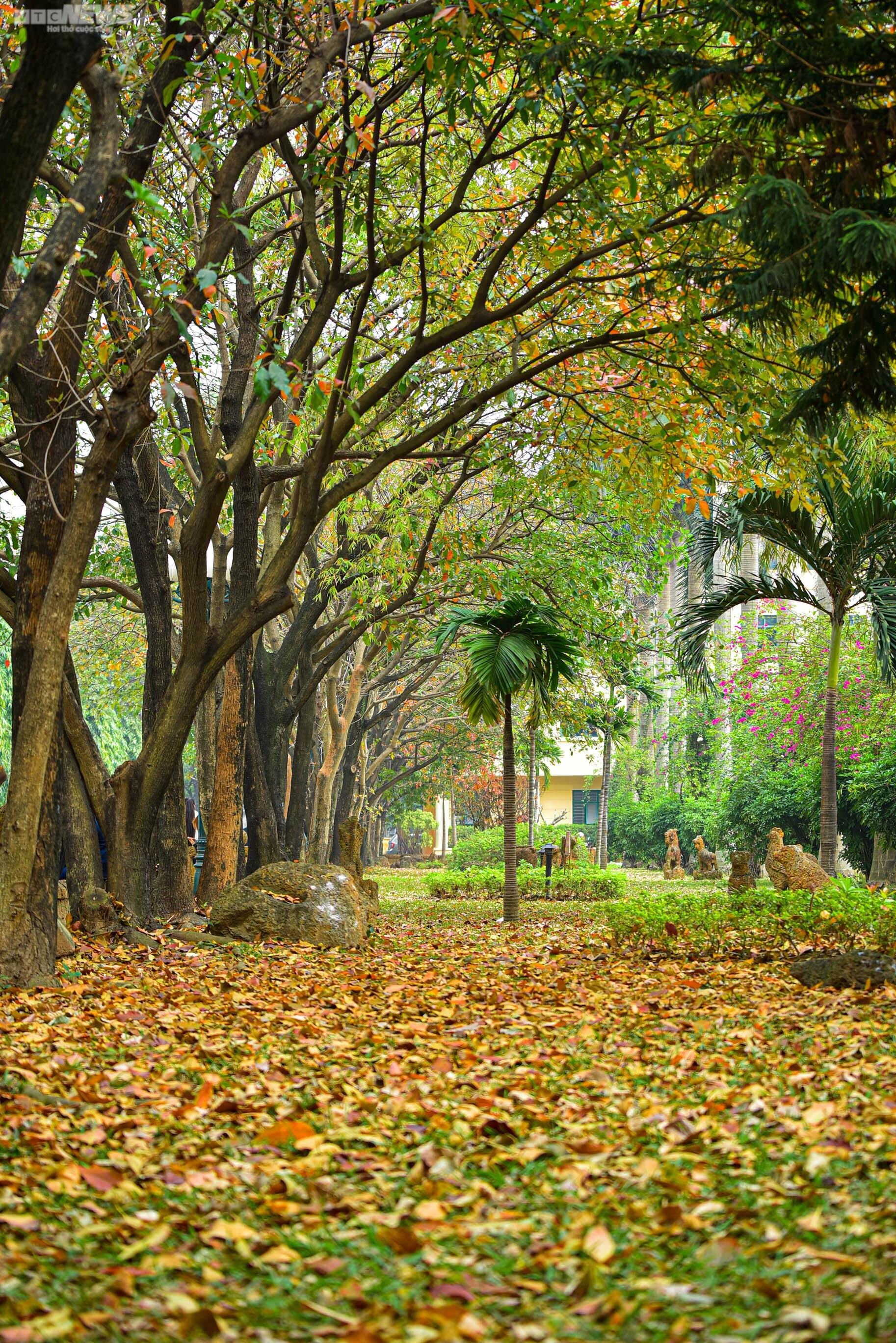 Con đường tình yêu ngập lá vàng hút hồn giới trẻ Hà Nội - Ảnh 11. Con đường tình yêu ngập lá vàng hút hồn giới trẻ Hà Nội - Ảnh 11.
