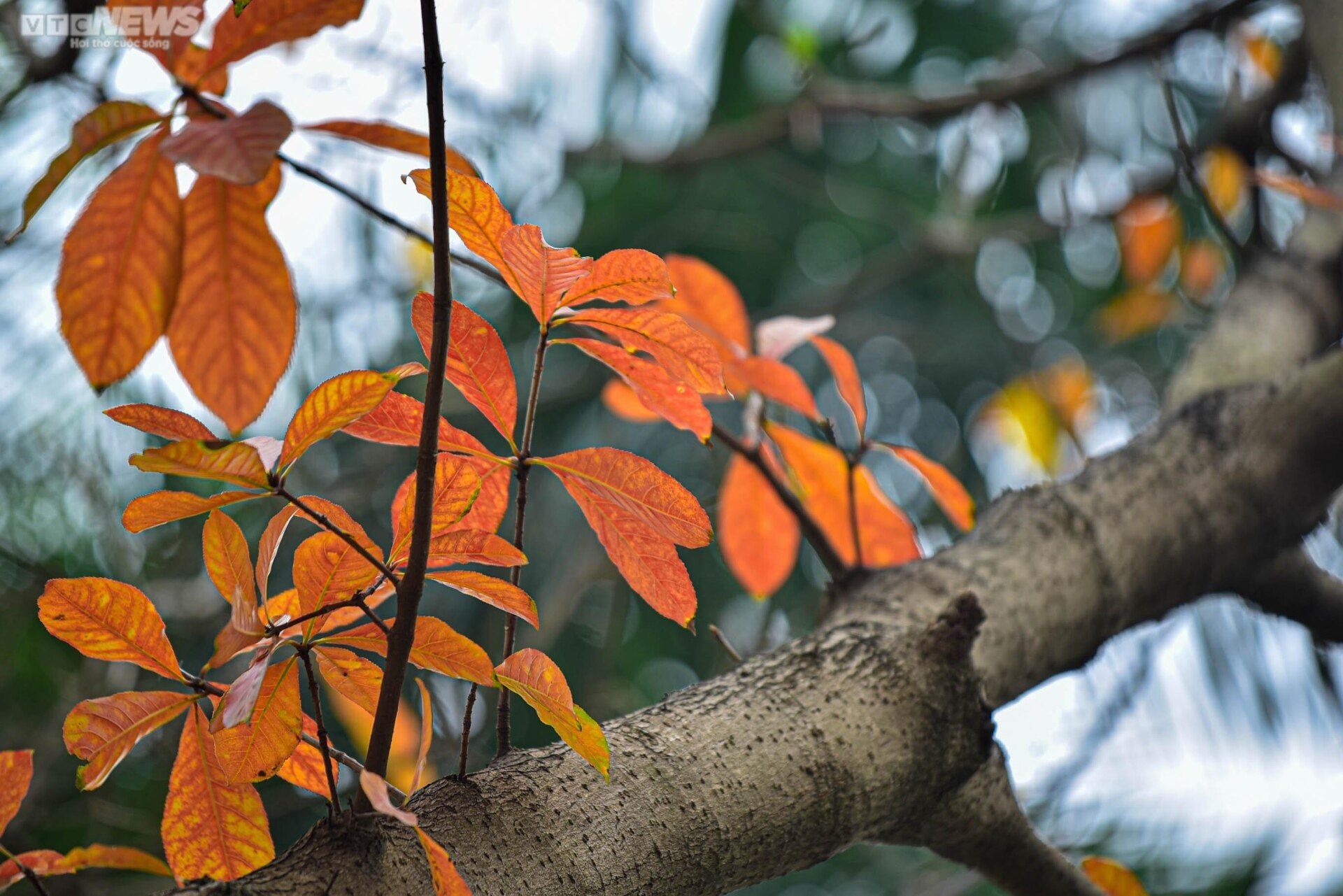 Con đường tình yêu ngập lá vàng hút hồn giới trẻ Hà Nội - Ảnh 5. Con đường tình yêu ngập lá vàng hút hồn giới trẻ Hà Nội - Ảnh 5.