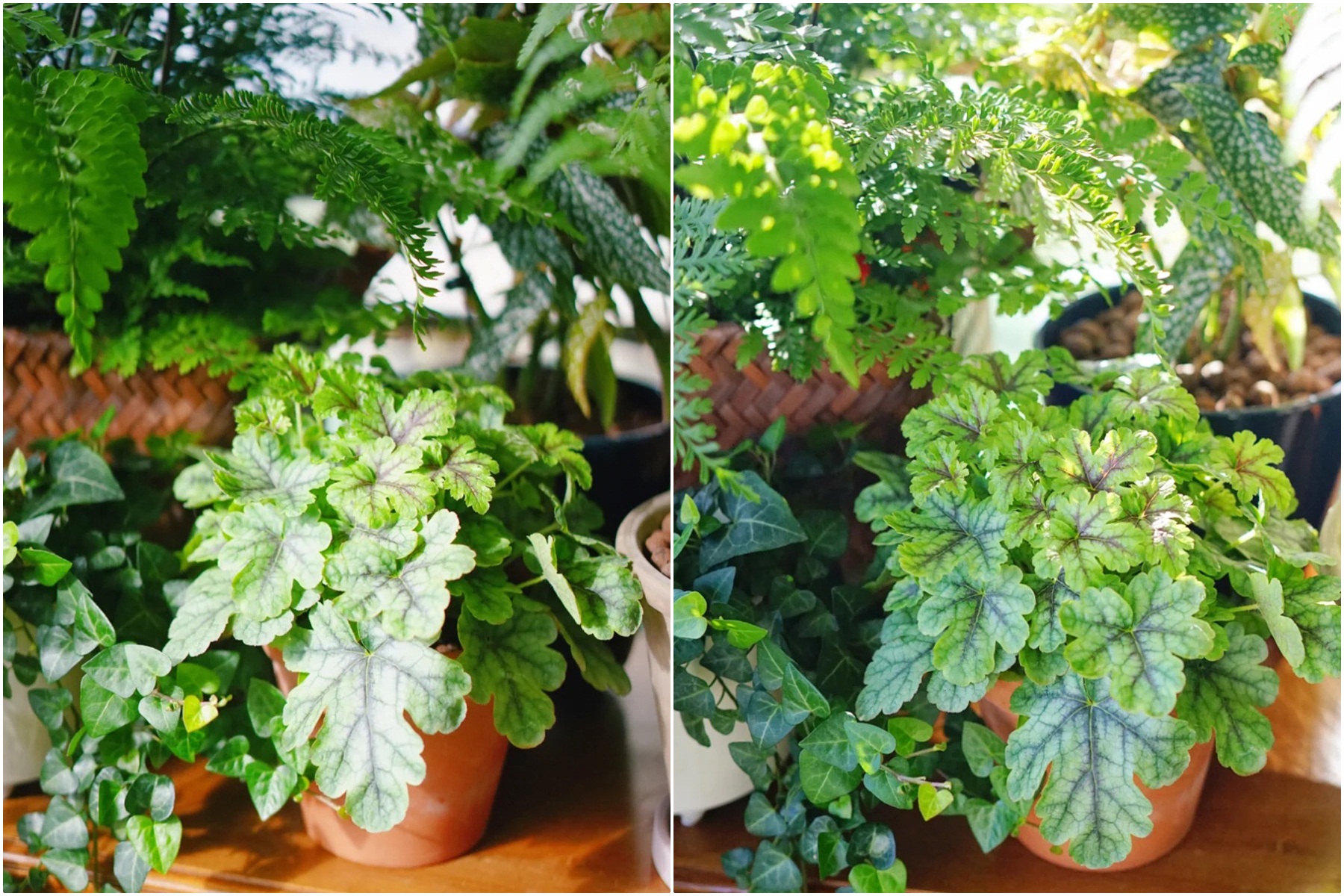 Khéo biến 6m2 ban công thành khu vườn xanh mướt - Ảnh 6. Khéo biến 6m2 ban công thành khu vườn xanh mướt - Ảnh 6.