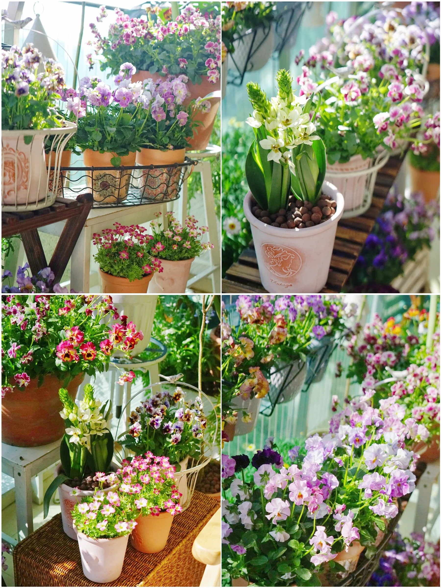 Khéo biến 6m2 ban công thành khu vườn xanh mướt - Ảnh 4. Khéo biến 6m2 ban công thành khu vườn xanh mướt - Ảnh 4.