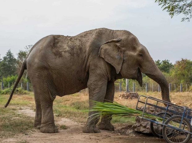 Hình ảnh chú voi bị hủy hoại cột sống phản ánh mặt tối của ngành công nghiệp du lịch
