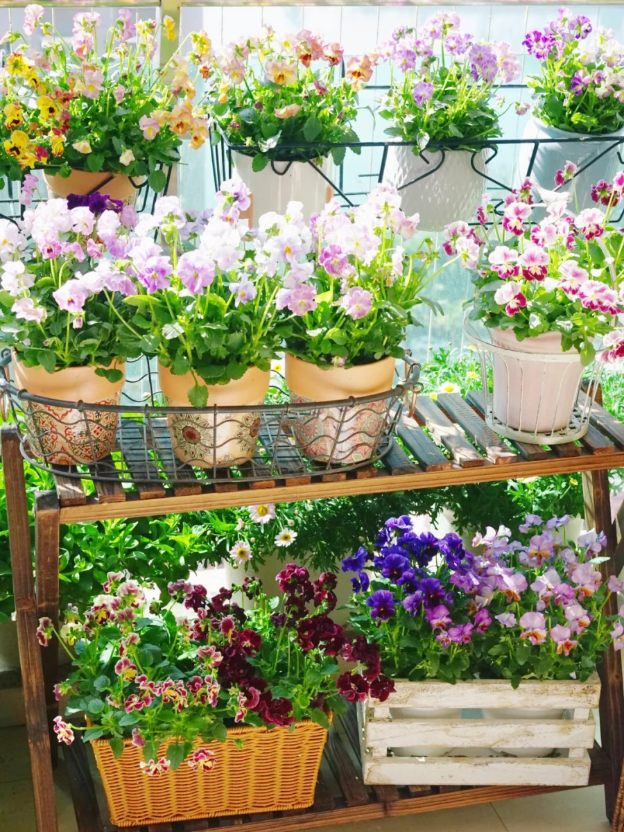 Khéo biến 6m2 ban công thành khu vườn xanh mướt - Ảnh 3. Khéo biến 6m2 ban công thành khu vườn xanh mướt - Ảnh 3.