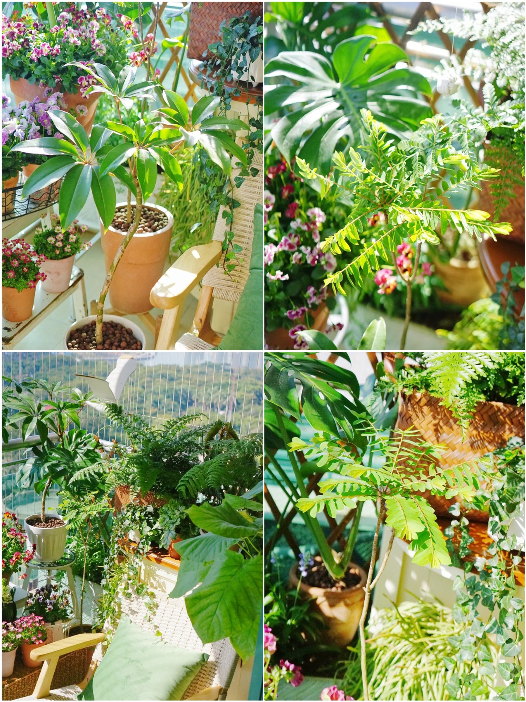 Khéo biến 6m2 ban công thành khu vườn xanh mướt - Ảnh 2. Khéo biến 6m2 ban công thành khu vườn xanh mướt - Ảnh 2.