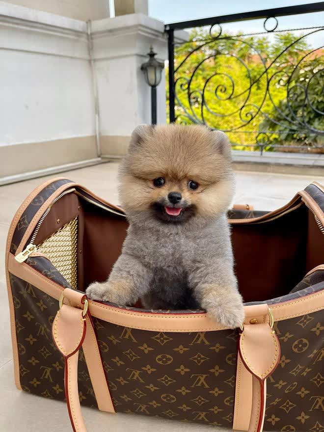 Bị nghi mua túi Hermès cá sấu bạch tạng dởm, Đoàn Di Băng tung ngay bằng chứng, khoe chồng bỏ 8 tỷ mua vui cho mình - Ảnh 12. Bị nghi mua túi Hermès cá sấu bạch tạng dởm, Đoàn Di Băng tung ngay bằng chứng, khoe chồng bỏ 8 tỷ mua vui cho mình - Ảnh 12.