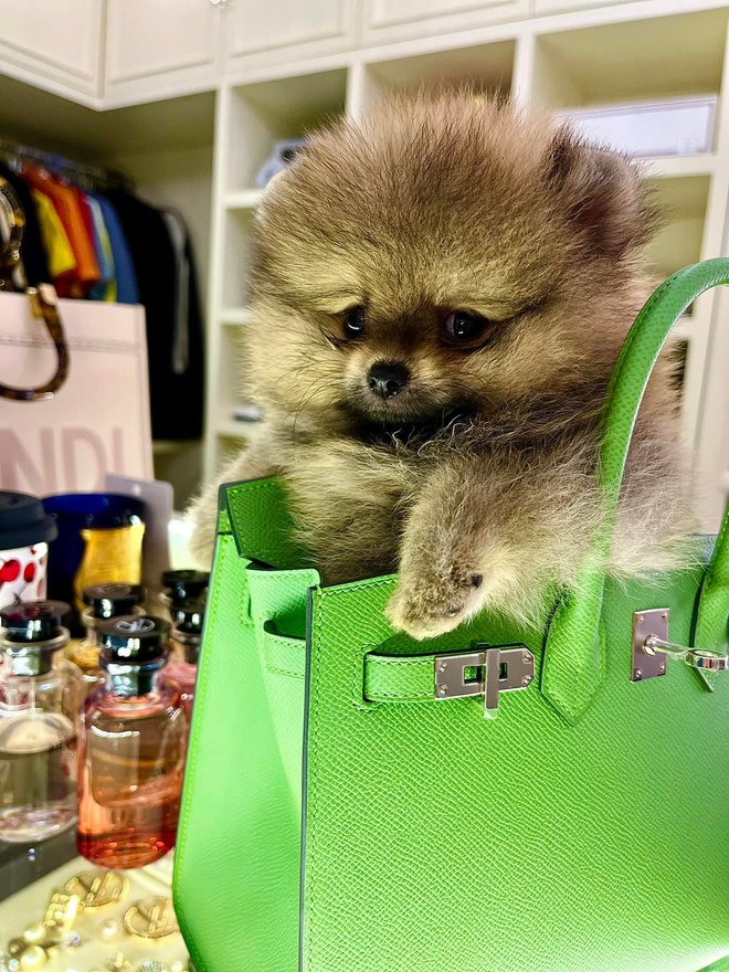 Bị nghi mua túi Hermès cá sấu bạch tạng dởm, Đoàn Di Băng tung ngay bằng chứng, khoe chồng bỏ 8 tỷ mua vui cho mình - Ảnh 11. Bị nghi mua túi Hermès cá sấu bạch tạng dởm, Đoàn Di Băng tung ngay bằng chứng, khoe chồng bỏ 8 tỷ mua vui cho mình - Ảnh 11.