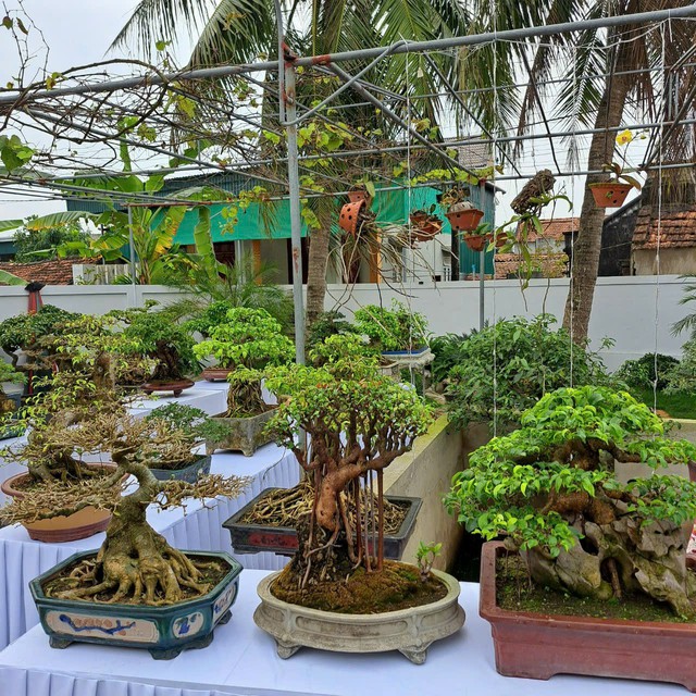 Chiêm ngưỡng hàng chục cây bonsai cổ thụ giá cả trăm triệu đồng không bán ở Nghệ An - Ảnh 1.