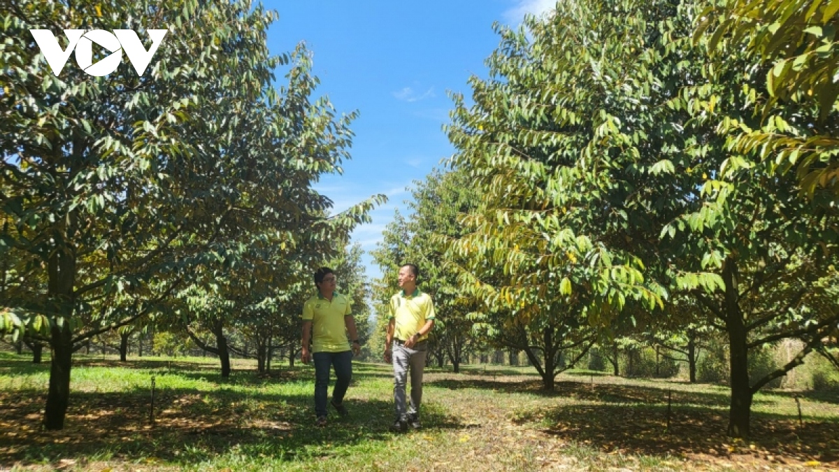 Ồ ạt trồng sầu riêng, mừng ít lo nhiều! - Ảnh 2.