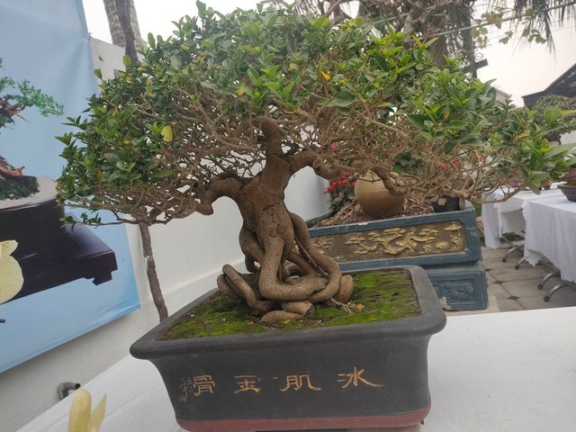 Chiêm ngưỡng hàng chục cây bonsai cổ thụ giá cả trăm triệu đồng không bán ở Nghệ An - Ảnh 8.