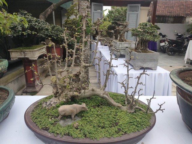 Chiêm ngưỡng hàng chục cây bonsai cổ thụ giá cả trăm triệu đồng không bán ở Nghệ An - Ảnh 7.