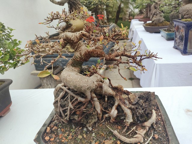 Chiêm ngưỡng hàng chục cây bonsai cổ thụ giá cả trăm triệu đồng không bán ở Nghệ An - Ảnh 6.
