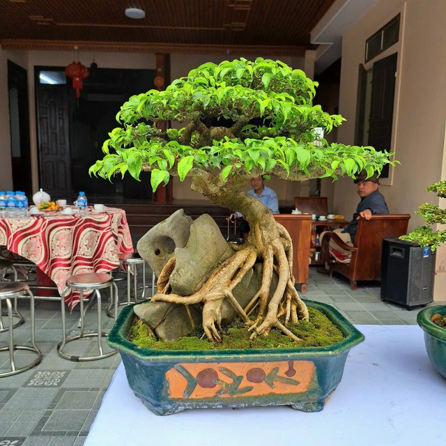 Chiêm ngưỡng hàng chục cây bonsai cổ thụ giá cả trăm triệu đồng không bán ở Nghệ An - Ảnh 5.