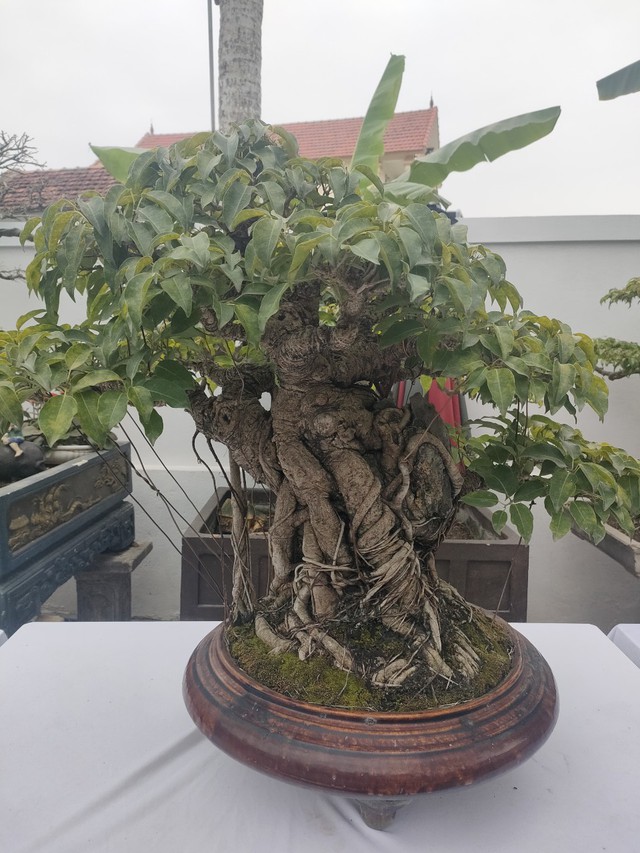 Chiêm ngưỡng hàng chục cây bonsai cổ thụ giá cả trăm triệu đồng không bán ở Nghệ An - Ảnh 4.