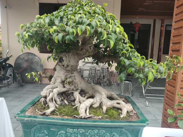 Chiêm ngưỡng hàng chục cây bonsai cổ thụ giá cả trăm triệu đồng không bán ở Nghệ An - Ảnh 3.