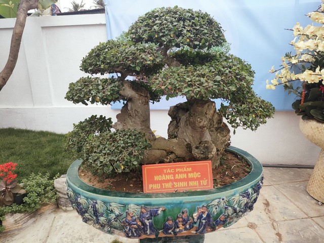 Chiêm ngưỡng hàng chục cây bonsai cổ thụ giá cả trăm triệu đồng không bán ở Nghệ An - Ảnh 2.