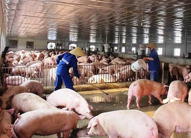 Mỗi con lợn xuất chuồng bị lỗ gần 1 triệu đồng - Ảnh 1.