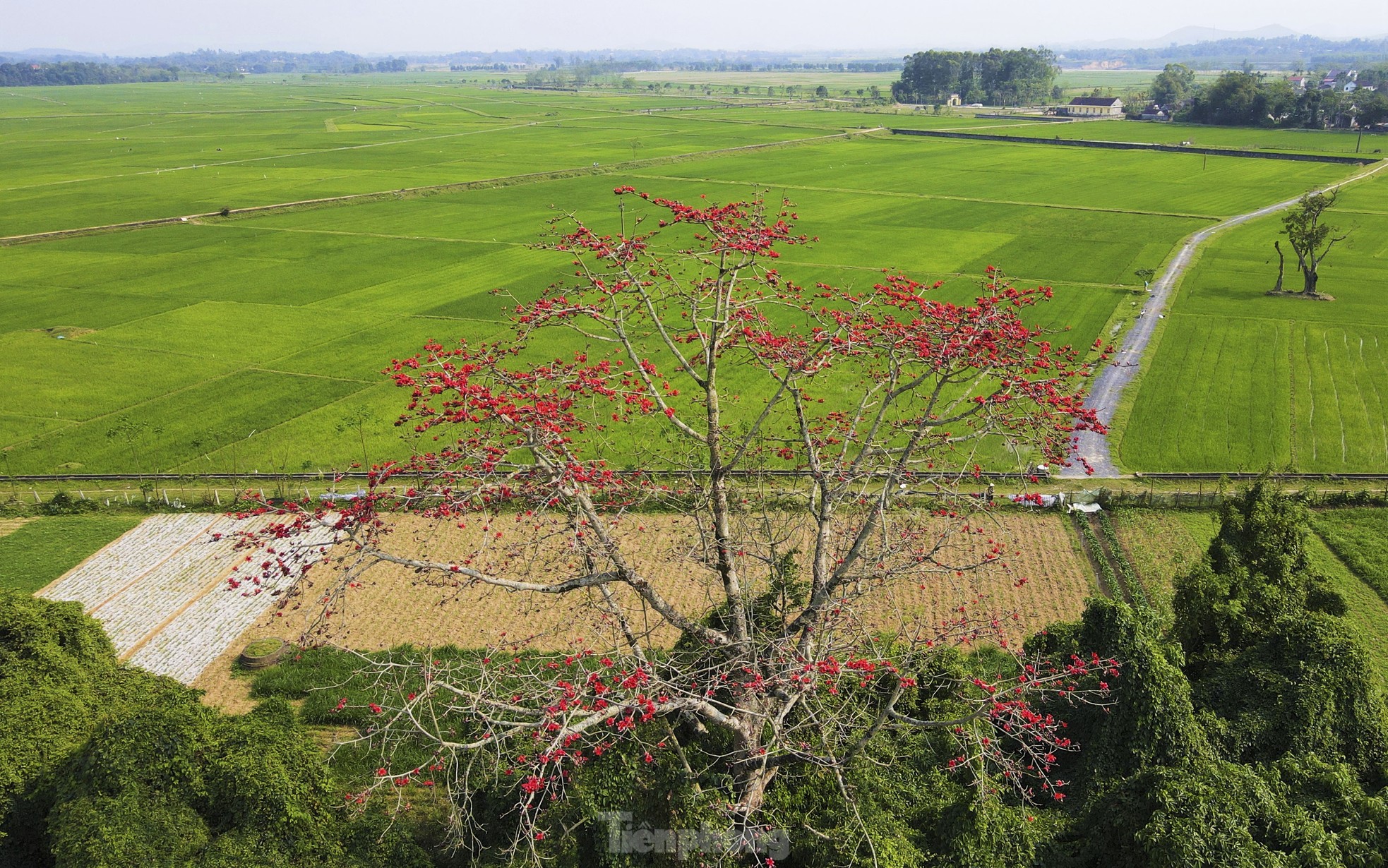 Mê mẩn những cây hoa gạo cổ thụ bung nở như tranh - Ảnh 18.