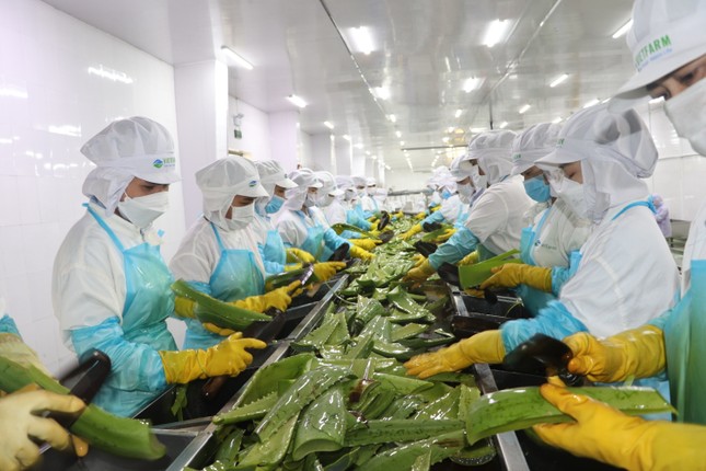 5 nhóm ngành nào được vay vốn lãi suất ưu đãi? - Ảnh 2. 5 nhóm ngành nào được vay vốn lãi suất ưu đãi? - Ảnh 2.