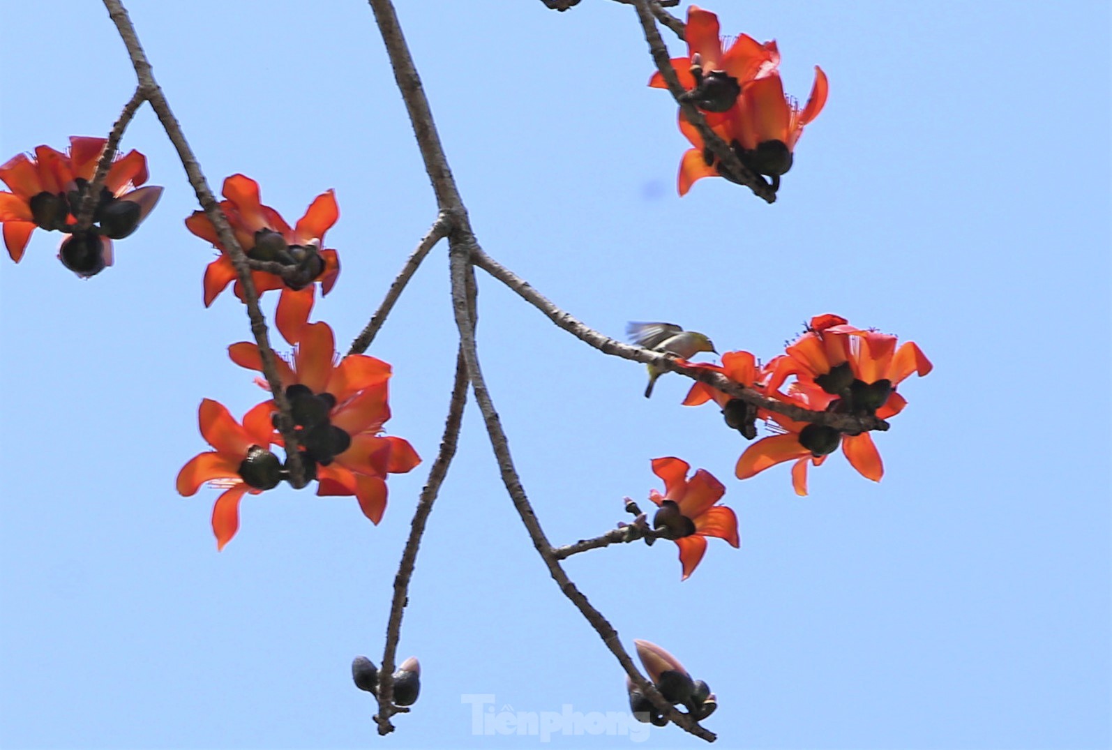 Mê mẩn những cây hoa gạo cổ thụ bung nở như tranh - Ảnh 9.