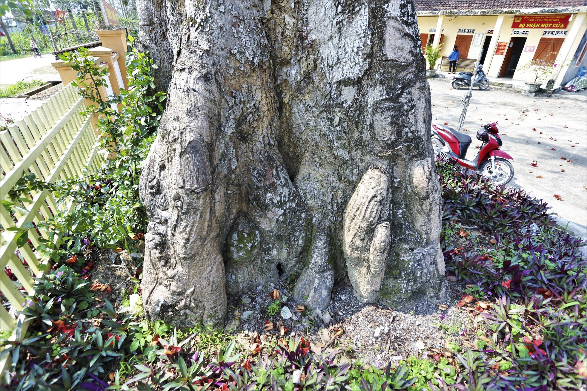 Mê mẩn những cây hoa gạo cổ thụ bung nở như tranh - Ảnh 8.