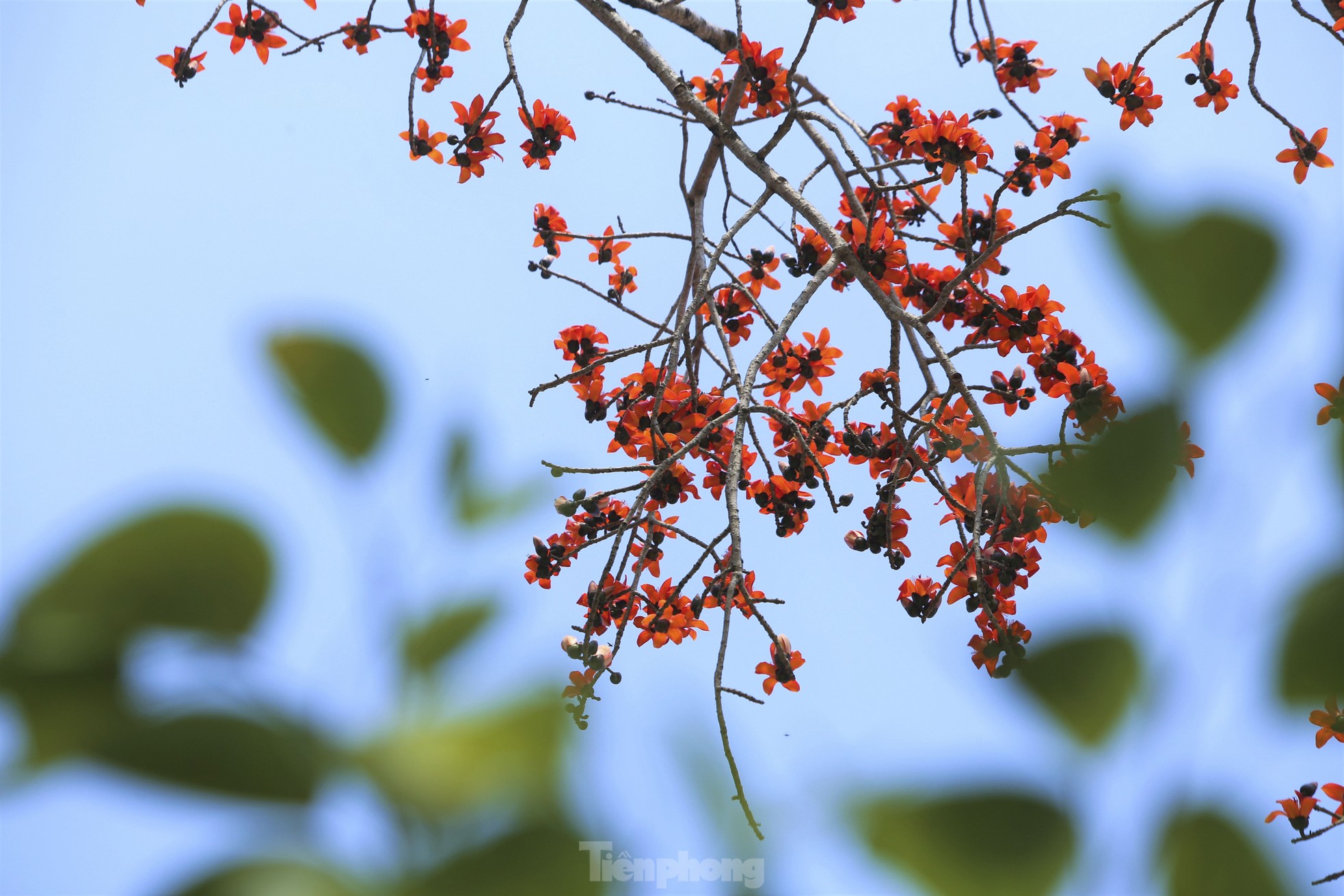 Mê mẩn những cây hoa gạo cổ thụ bung nở như tranh - Ảnh 7.