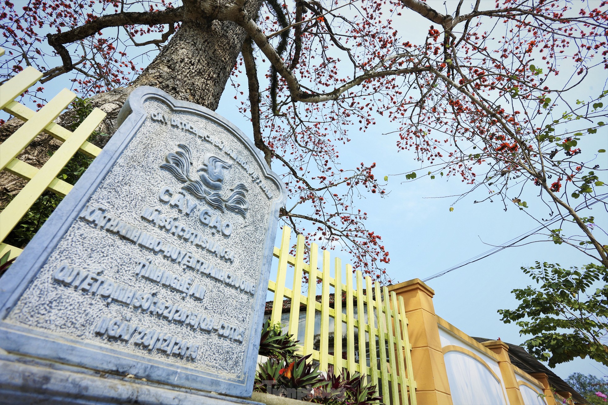 Mê mẩn những cây hoa gạo cổ thụ bung nở như tranh - Ảnh 5.