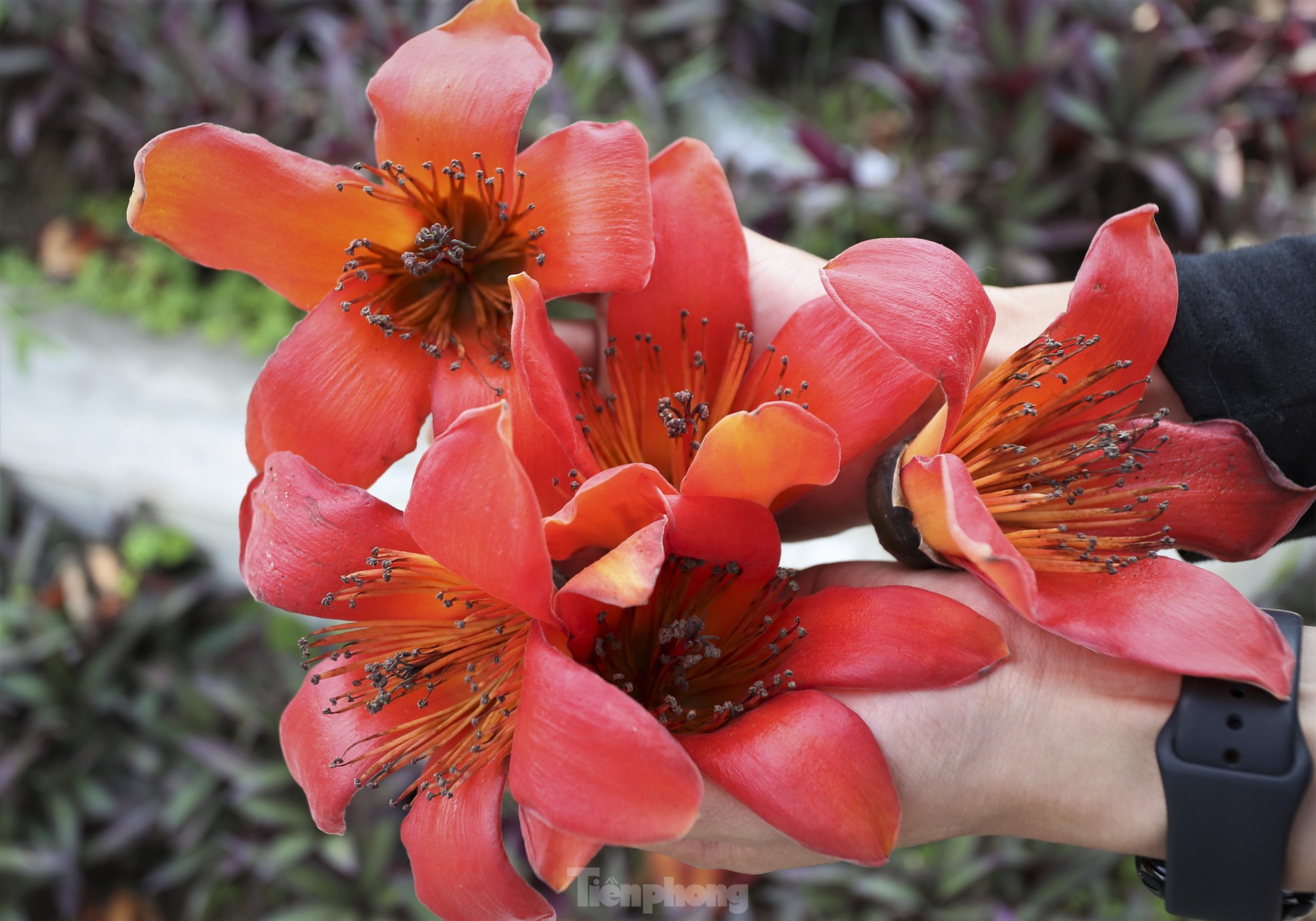 Mê mẩn những cây hoa gạo cổ thụ bung nở như tranh - Ảnh 4.