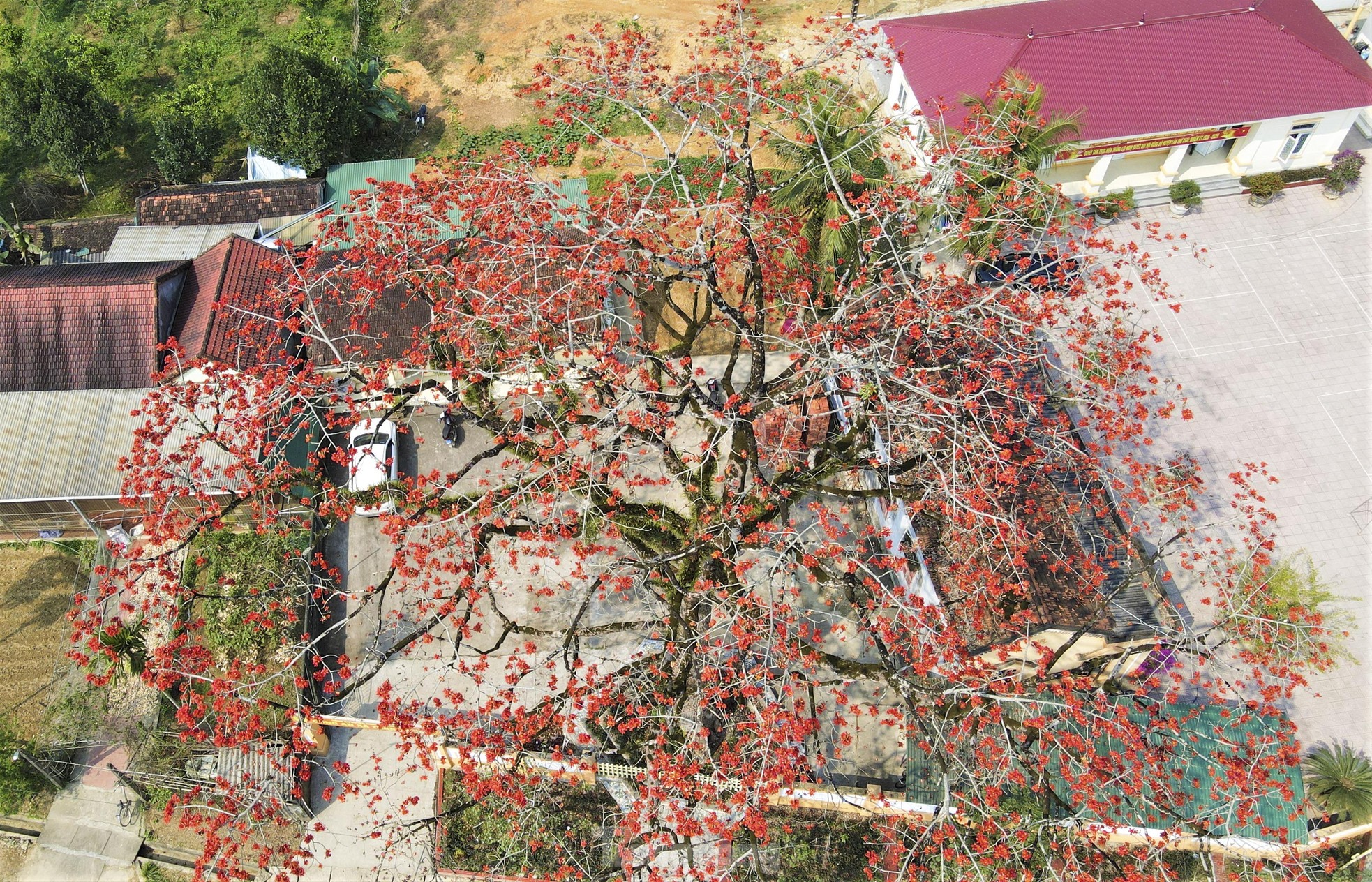 Mê mẩn những cây hoa gạo cổ thụ bung nở như tranh - Ảnh 3.