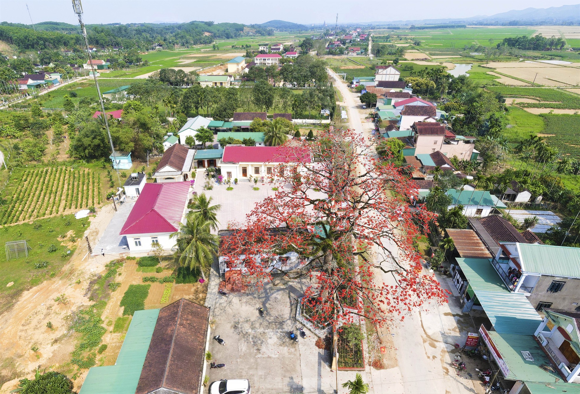 Mê mẩn những cây hoa gạo cổ thụ bung nở như tranh - Ảnh 1.