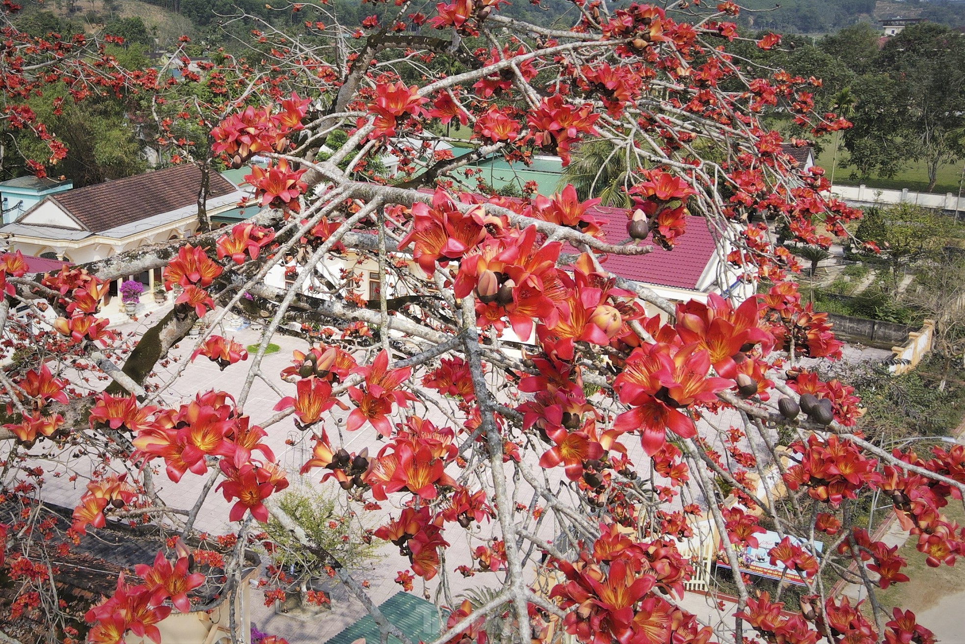 Mê mẩn những cây hoa gạo cổ thụ bung nở như tranh - Ảnh 17.