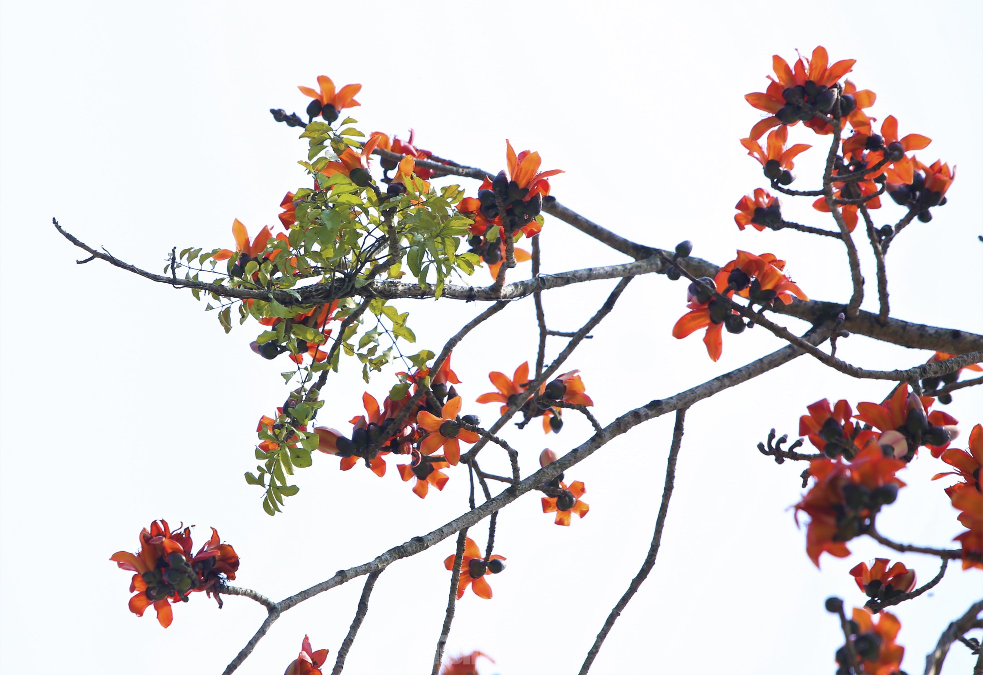 Mê mẩn những cây hoa gạo cổ thụ bung nở như tranh - Ảnh 15.