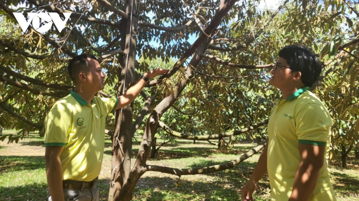 Ồ ạt trồng sầu riêng: Nguy cơ mất thị trường xuất khẩu - Ảnh 1.