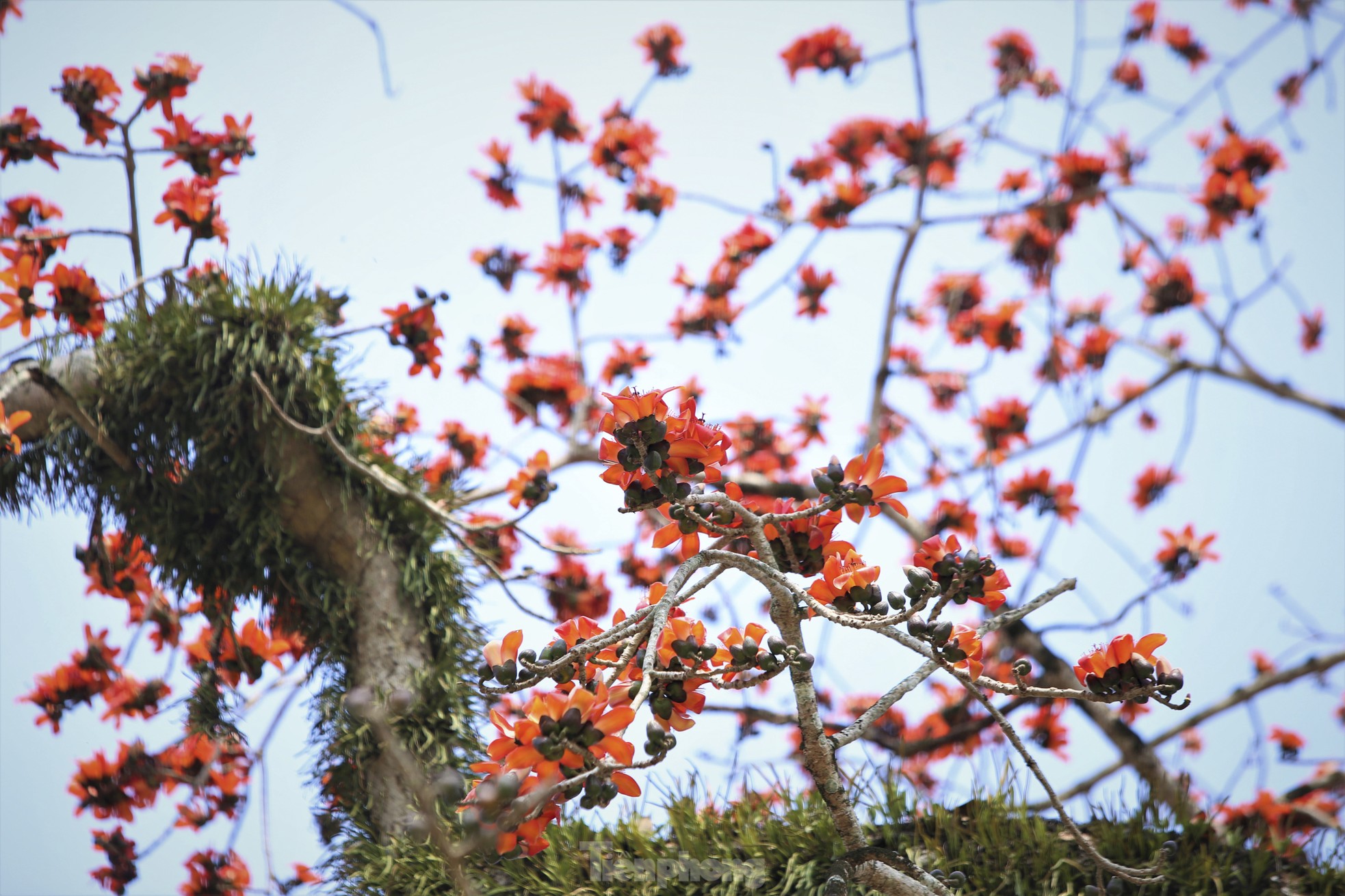 Mê mẩn những cây hoa gạo cổ thụ bung nở như tranh - Ảnh 14.