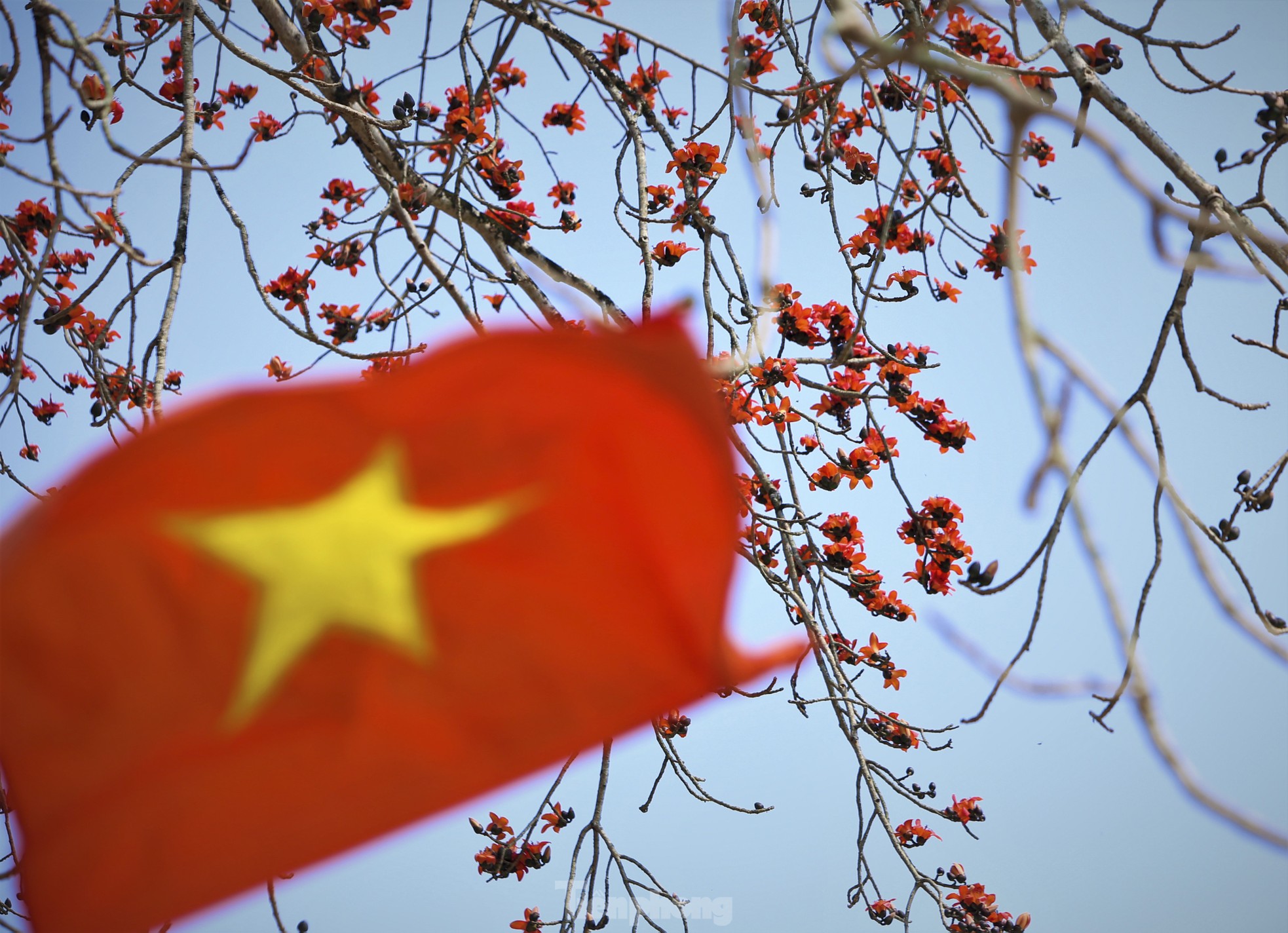 Mê mẩn những cây hoa gạo cổ thụ bung nở như tranh - Ảnh 13.