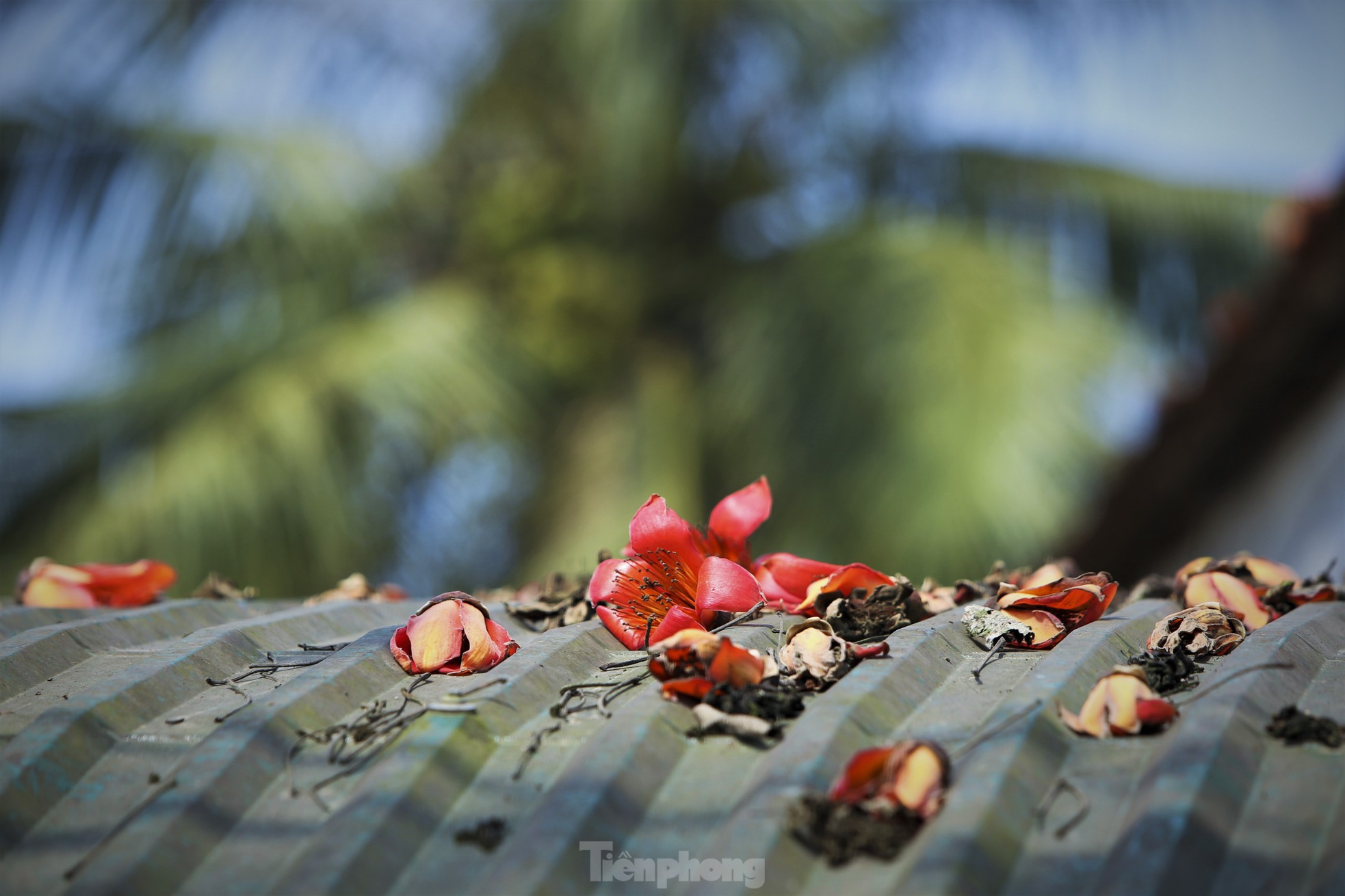 Mê mẩn những cây hoa gạo cổ thụ bung nở như tranh - Ảnh 12.