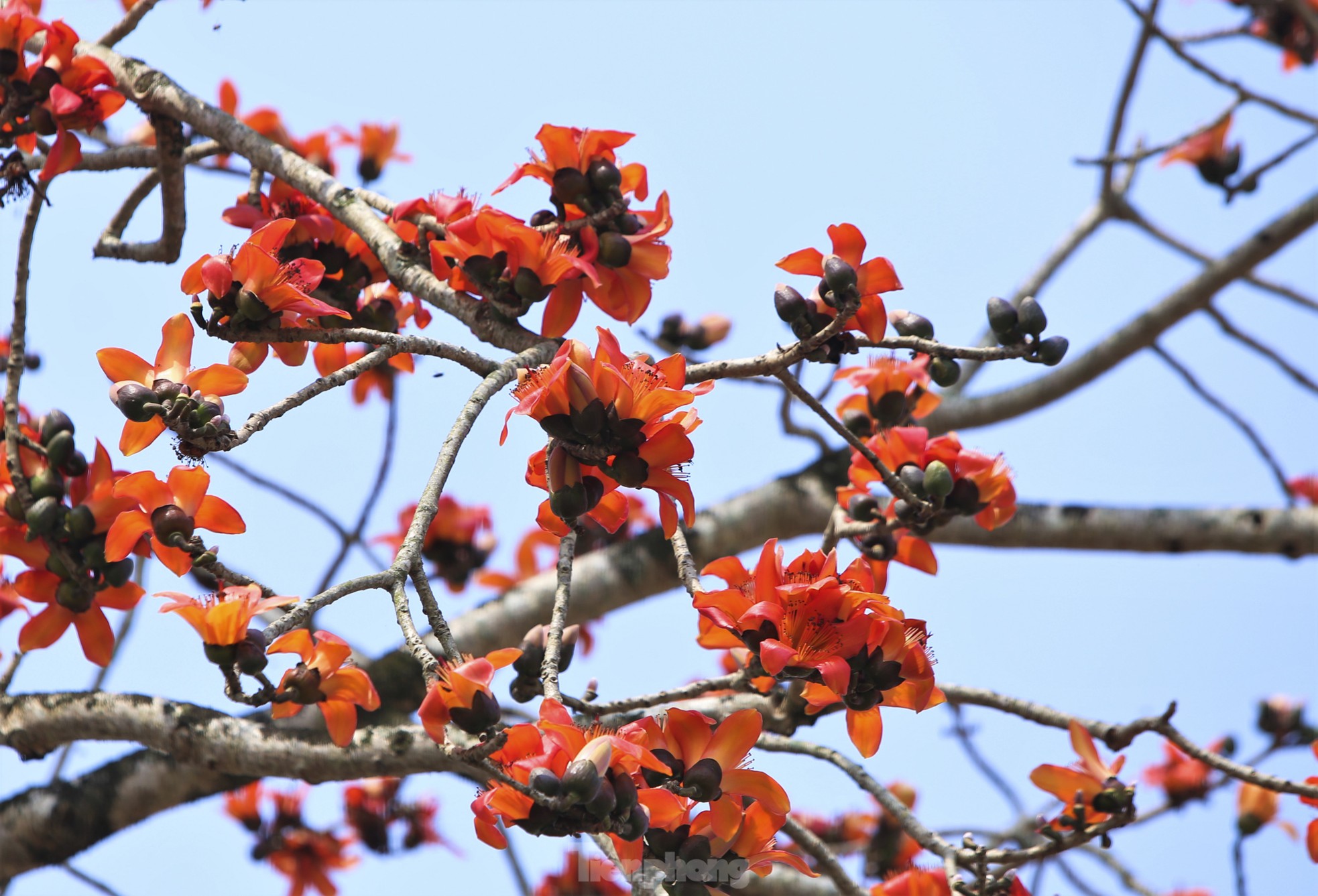 Mê mẩn những cây hoa gạo cổ thụ bung nở như tranh - Ảnh 11.