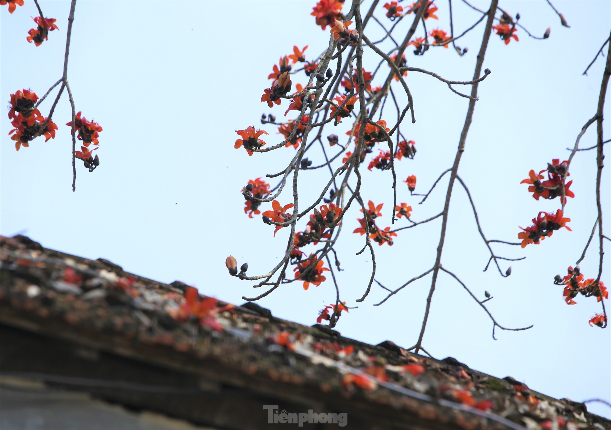 Mê mẩn những cây hoa gạo cổ thụ bung nở như tranh - Ảnh 10.