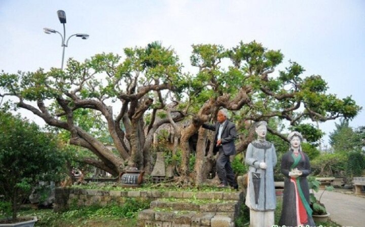Mãn nhãn dàn siêu cây cảnh trăm tỷ gây xôn xao thị trường - Ảnh 5. Mãn nhãn dàn siêu cây cảnh trăm tỷ gây xôn xao thị trường - Ảnh 5.