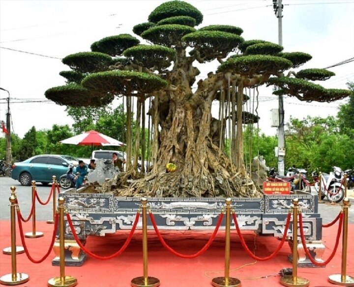 Mãn nhãn dàn siêu cây cảnh trăm tỷ gây xôn xao thị trường - Ảnh 4. Mãn nhãn dàn siêu cây cảnh trăm tỷ gây xôn xao thị trường - Ảnh 4.