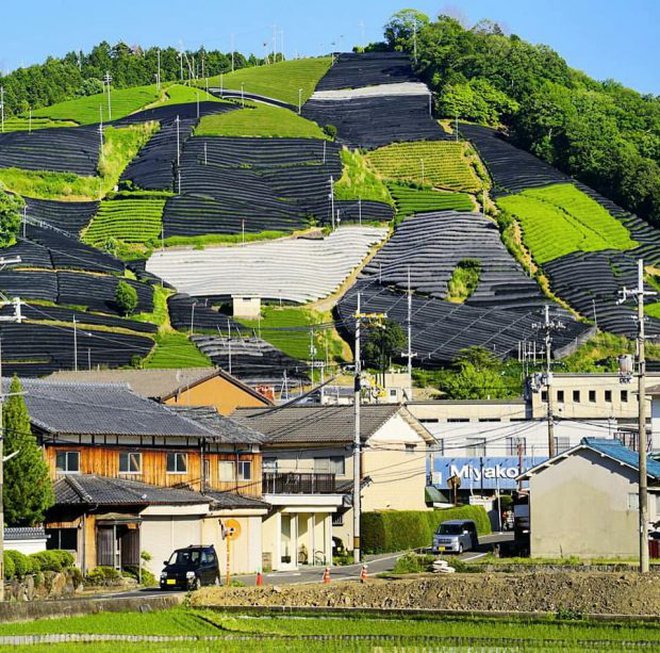 Lượng khách Việt đến Nhật Bản đạt mức cao nhất: phải chăng mùa xuân nơi đây quá lay động lòng người? - Ảnh 8. Lượng khách Việt đến Nhật Bản đạt mức cao nhất: phải chăng mùa xuân nơi đây quá lay động lòng người? - Ảnh 8.