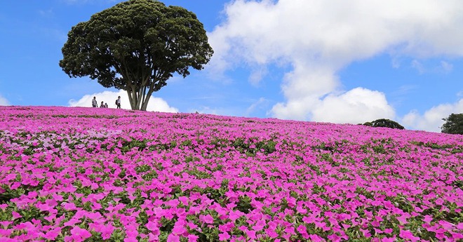 Lượng khách Việt đến Nhật Bản đạt mức cao nhất: phải chăng mùa xuân nơi đây quá lay động lòng người? - Ảnh 6. Lượng khách Việt đến Nhật Bản đạt mức cao nhất: phải chăng mùa xuân nơi đây quá lay động lòng người? - Ảnh 6.