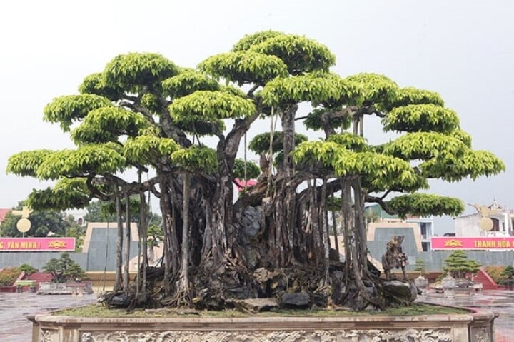Mãn nhãn dàn siêu cây cảnh trăm tỷ gây xôn xao thị trường - Ảnh 1. Mãn nhãn dàn siêu cây cảnh trăm tỷ gây xôn xao thị trường - Ảnh 1.