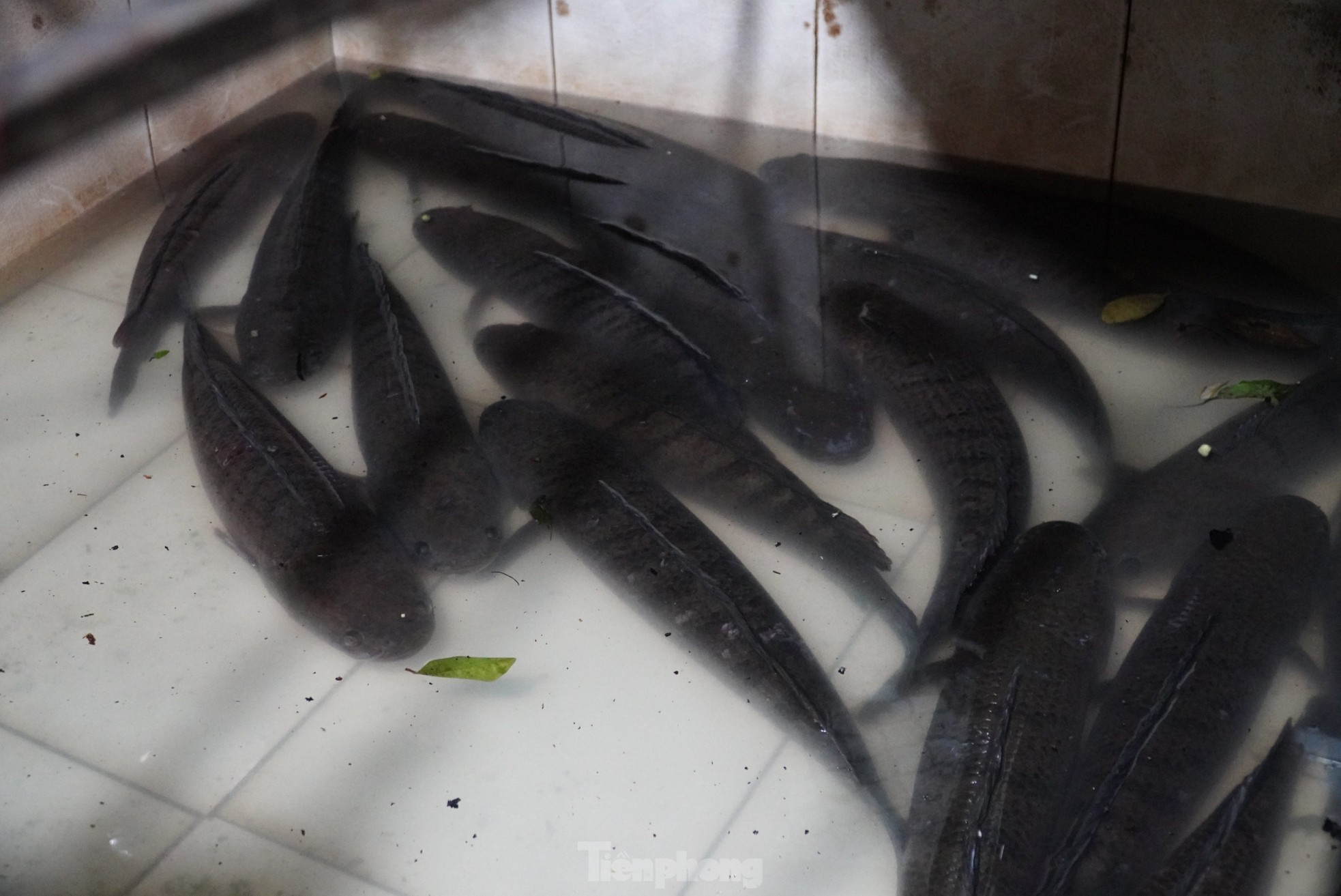 Đặc sản nướng cá bằng lá rừng, thu tiền triệu mỗi ngày - Ảnh 3.